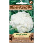 MORAVOSEED Květák pozdní OCTAVIAN