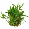 Akvarijní rostlina I--Z Cryptocoryne wendtii Green
