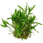 Cryptocoryne wendtii Green – Zbozi.Blesk.cz