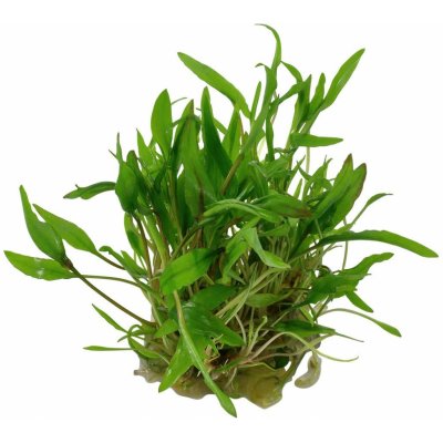 Cryptocoryne wendtii Green – Zboží Dáma