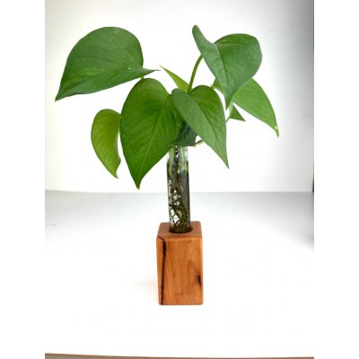 BotaneryLab ELEMENT Buk - stojan se zkumavkou na zakořeňování rostlin Motív: B – Hledejceny.cz