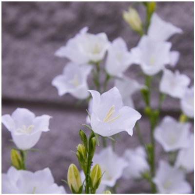 Zvonek broskvolistý bílý - Campanula persicifolia alba - prodej semen - 300 ks – Zboží Mobilmania