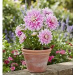 Jiřina 'Evanah' 1 ks – Hledejceny.cz