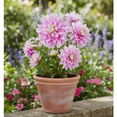 Jiřina 'Evanah' 1 ks – Hledejceny.cz