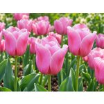 Tulipán 'Mistress' 5 ks – Hledejceny.cz