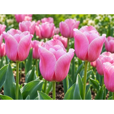 Tulipán 'Mistress' 5 ks – Hledejceny.cz