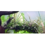 Hygrophila pinnatifida - Mokřanka peřenoklaná – Zboží Dáma