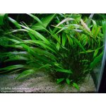 Cryptocoryne willisii – Zboží Dáma