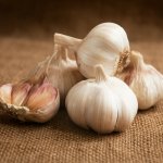 Sadbový česnek Havran - Allium sativum - paličák - 1 balení – Zboží Dáma