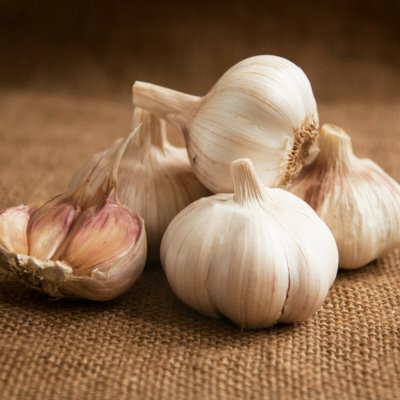 Sadbový česnek Havran - Allium sativum - paličák - 1 balení – Zboží Dáma