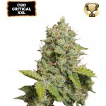 Seedstockers CBD Critical XXL AUTO semena neobsahují THC 5 ks – Sleviste.cz