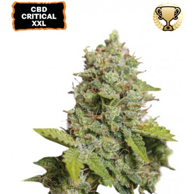 Seedstockers CBD Critical XXL AUTO semena neobsahují THC 5 ks – Sleviste.cz