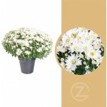 Chryzantéma, Chrysanthemum, kompaktní rostlina 40 - 45 cm, bílá – Zboží Mobilmania