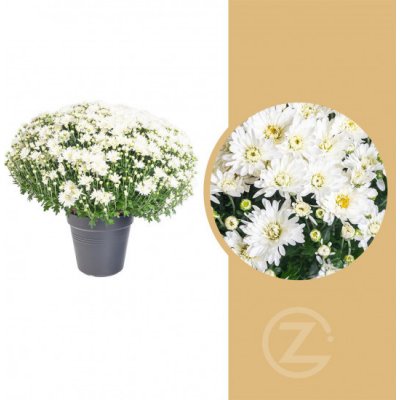 Chryzantéma, Chrysanthemum, kompaktní rostlina 40 - 45 cm, bílá – Zboží Mobilmania