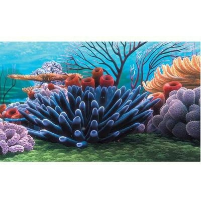 Penn Plax Nemo pozadí Korál 51 x 30,50 cm – Zboží Mobilmania