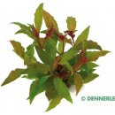 Alternanthera reineckii Rot