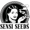 Semena konopí Sensi Seeds Hindu Kush Automatic semena neobsahují THC 1 ks