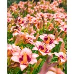 Denivka 'Tropical Surprise' 1 ks – Sleviste.cz