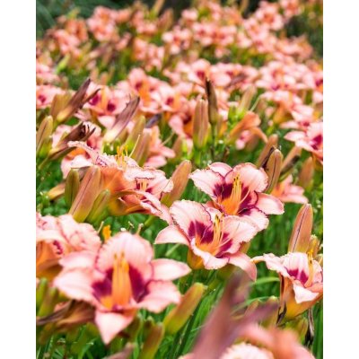 Denivka 'Tropical Surprise' 1 ks – Sleviste.cz