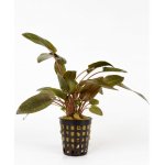 Cryptocoryne wendtii Tropica – Sleviste.cz