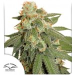 Dutch Passion AUTO Orange Bud semena neobsahují THC 3 ks – Zboží Dáma Dutch Passion AUTO Orange Bud semena neobsahují THC 3 ks – Zboží Dáma