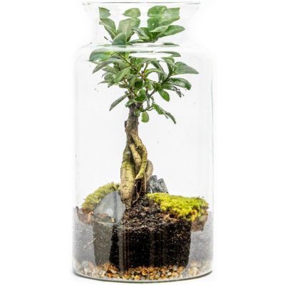 Gardners Skleněná váza Digitalis se zúženým otvorem - výška 35 cm, průměr 19 cm - osázené Ficus Microcarpa Ginseng