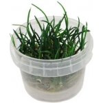 Littorela uniflora – Hledejceny.cz