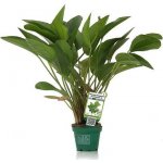 Echinodorus Dschungelstar Nr. 2 Kleiner Bär – Hledejceny.cz