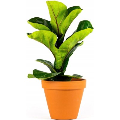 Gardners Ficus lyrata, průměr 12 cm Fíkovník lyrovitý – Zboží Mobilmania