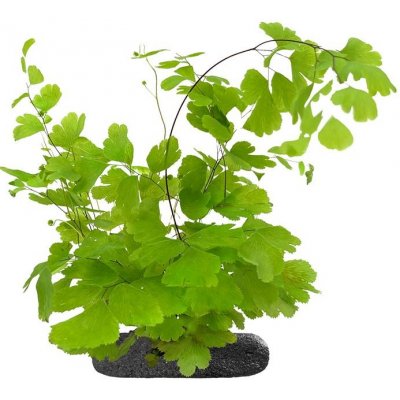 Adiantum sp. na lepkavém substrátu