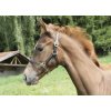 Ohlávky a vodítka pro koně Covalliero Ohlávka kožená stájová hnědá