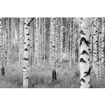 Komar XXL4-023 Vliesová fototapeta na zeď Břízový háj břízy černobílé rozměry 368x248 cm – Zboží Dáma