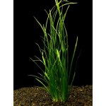 Vallisneria spiralis - Zákruticha šroubovitá – Zbozi.Blesk.cz