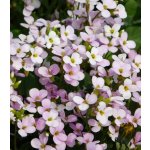 Huseník bílý Arabis alpina prodej semen 200 ks – Hledejceny.cz