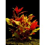 Alternanthera splendens - Plevuňka nádherná – Zboží Mobilmania