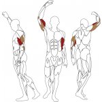 BH Fitness Biceps/Triceps L140 – Zboží Mobilmania