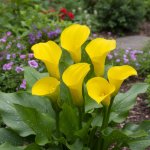 Kala 'Djembe' 1 ks – Zboží Dáma