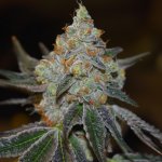 Vision Seeds Mimosa Auto semena neobsahují THC 3 ks – Hledejceny.cz