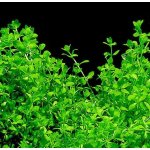 Hemianthus micranthemoides – Sleviste.cz