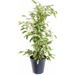 Fíkus, Ficus benjamina Twilight, zeleno - bílý, průměr květináče 14 cm