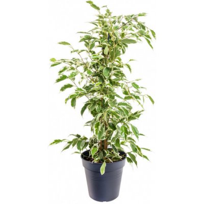 Fíkus, Ficus benjamina Twilight, zeleno - bílý, průměr květináče 14 cm – Zboží Dáma