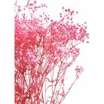 Nevěstin závoj/stabilizovaná Gypsophila svazek/kytice RŮŽOVÁ 100g – Zbozi.Blesk.cz