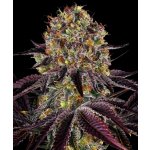 Barney's Farm Runtz x Layer Cake semena neobsahují THC 5 ks – Sleviste.cz