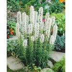 Šuškarda 'Liatris spicata alba' 10 ks – Sleviste.cz