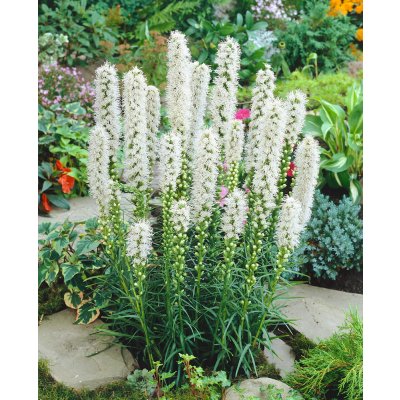 Šuškarda 'Liatris spicata alba' 10 ks – Sleviste.cz