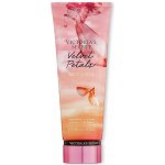 Victoria´s Secret Velvet Petals Golden tělové mléko 236 ml – Zboží Dáma