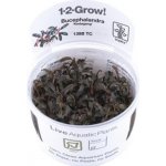 Bucephalandra Kedagang – Zboží Dáma