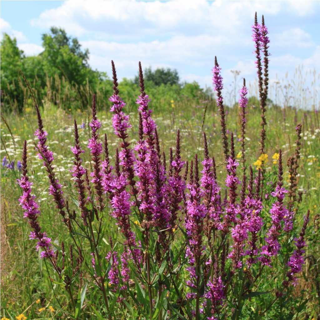 Kyprej vrbovitý - Lythrum salicaria - semena kypreje - 150 ks