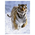 Ravensburger Tygr na sněhu 500 dílků – Zboží Mobilmania