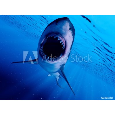 WEBLUX 222972216 Samolepka fólie 3d rendered illustration of a great white shark 3D tavené ilustrace velkého bílého žraloka rozměry 270 x 200 cm – Zbozi.Blesk.cz